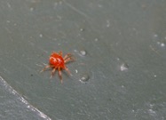 spider mite