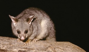 Brush Tail Possum (Trichosurus vulpecula)