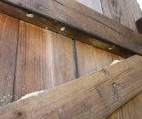 Carpenter bee and the nesting holes it’s made.