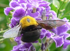 carpenter bee