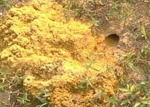 Cicada killer wasp nest