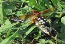 Cicada Killer Wasp with its prey