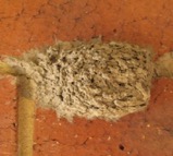 A slender mud dauber wasp and its nest on a brick wall.