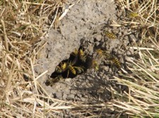 European wasp usually builds its nest underground or in a roof or wall cavity.