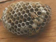European Paper Wasp nest
