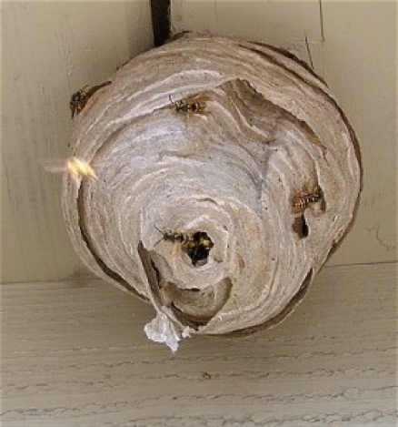 Yellow Jacket wasp Nest