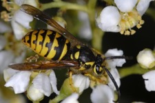 yellow jacket wasp