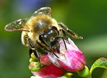 honey bee