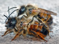 masonry bees