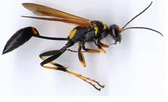 mud dauber wasp