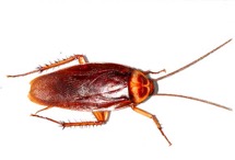 american cockrach