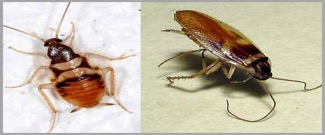brown banded cockroach