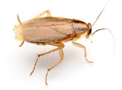 german coackroach