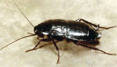 oriental cockroach