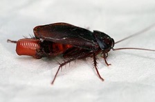 smoky brown cockroach