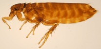 bird flea