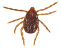 brown dog tick