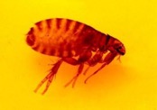 cat flea