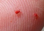 clover mite