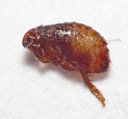 Dog flea