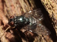 bush fly