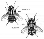 bush fly