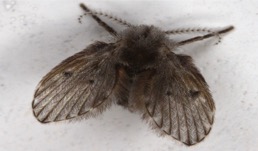 drain moth