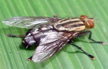 flesh fly