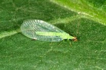 green lacewing