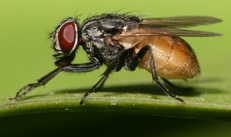 house fly