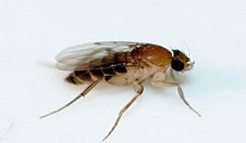 phorid fly