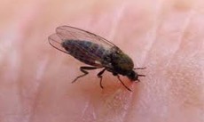 sandfly