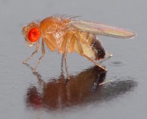 vinegar fly