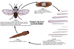 mosquito life cycle