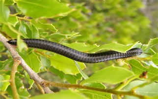 portugueses millipede