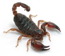 Black Rock Scorpion