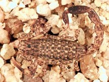 little marbled scorpion