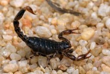 southern wood scorpion