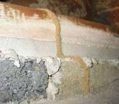 Termite-activity-sign
