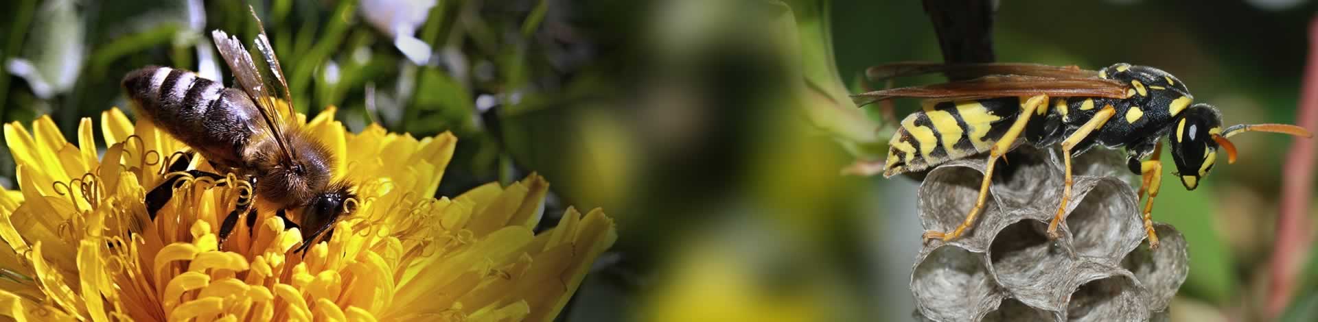Bee & Wasp Control Services in Melbourne | Red Knight Safe Removal