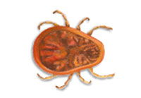 Fleas, Mites and Ticks