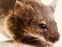 rodents-norway-rat